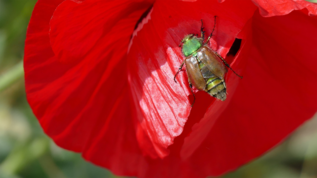 verweist auf: Für einen flächenwirksamen Insektenschutz Käfer auf Blüte (verweist auf: Für einen flächenwirksamen Insektenschutz)