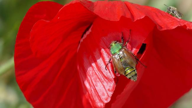 June Beetle June Beetle